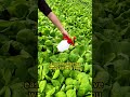 little tips for pest control in your vegetable garden garden shortvideo farming viralvideo pest