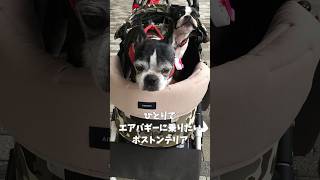 ひとりでエアバギーに乗りたいボストンテリア シニア犬 BOSTONTERRIER／DAISUKIリュック型キャリーバッグ