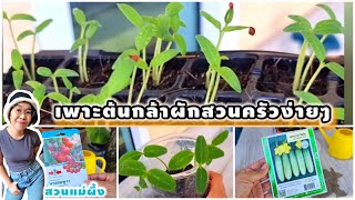 เพาะต้นกล้าผักสวนครัว สุดง่าย‼️ มะเขือเทศ แตงกวา มะเขือยักษ์ ผักปลอดสารพิษ|สวนแม่ผึ้ง