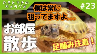 放し飼いは危険と隣り合わせ【リクガメのいる暮らし】