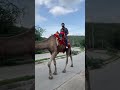 tiyansh camel ride at jal mahal. shorts baby ytshorts babies cute