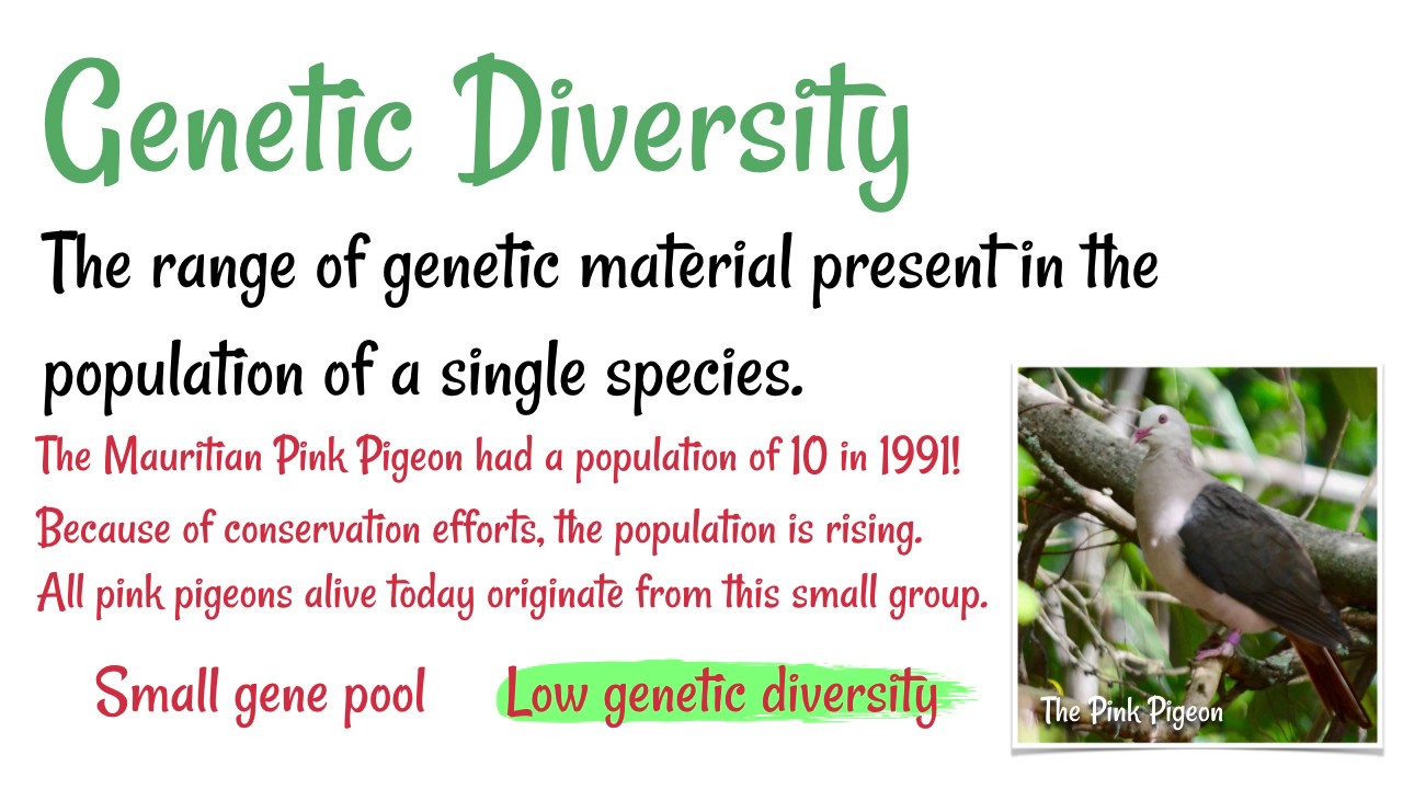 Types Of Biodiversity - YouTube