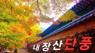 역시나 소문난 명소는 뭐가 달라도 다르네유! #내장산 #단풍 2024-11-07 촬영