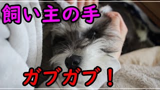 興奮するとなぜか甘噛みしまくってくる犬【ミニチュアシュナウザー】