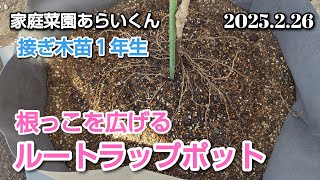 【サマーブラック】第１７２回、ルートラップポッドで育てる接ぎ木苗栽培【家庭菜園】