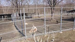 2020.4.3 12:40 釧路市動物園 🦌トナカイ🦌