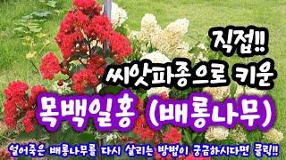 씨앗으로 키운 목백일홍 (배롱나무) 특징, 번식방법, 전지시기