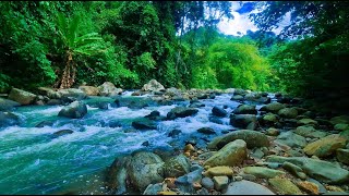 A Calm River to Relax and Soothe the Soul - Calm Water Flows Over Rocks in the Green Forest