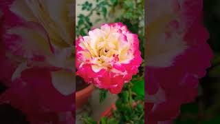 Beautiful Rose flower in my garden , 🌹🌹,# youtube shorts ,🌺🌺💐💐