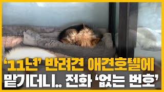 '11년' 키운 반려견을 애견호텔에 두고 가더니.. 전화는 '없는 번호'