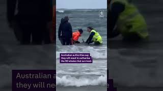 Stranded whales in Tasmania can't be saved