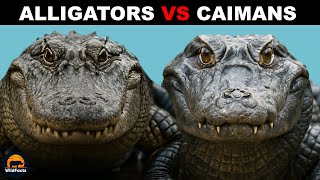 What Is The Difference Between Alligators And Caimans?