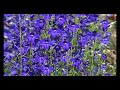 delphinium belladonna rvg