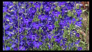 Delphinium Belladonna RVG