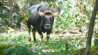 ガウル Malayan Gaur Seladang Malaysia マレーシア国立動物園 Zoo Negara Malaysia