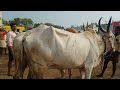 yemmiganur market khilari bull s video price 90 000 thousand..