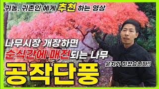 (이벤트 종료) 인기 절정! 순식간에 매진 되는 나무 그 이유는?