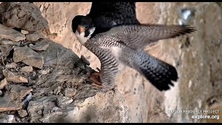 Banded Falcon at Great Spirit Bluff 2025 02 22 06 57 12 391