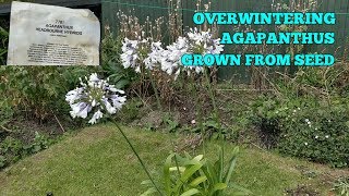 OVERWINTERING AGAPANTHUS GROWN FROM SEED