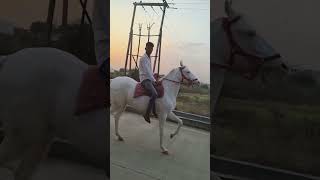 घोडी पार सावरी पाहिली बार नवीन घोडा horse naw Savari first time ChaalBaaz horse #horse_dance