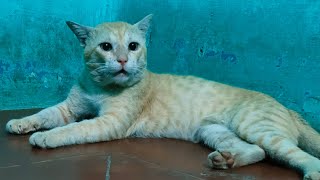 சொகுசு ஊர் சுத்தி #viralvideo #trending #catlover