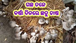 ଗଛ ତଳେ ବର୍ଷା ଦିନରେ ଛତୁ ଚାଷ।#mushroom #palachhatu #paddystrawmushroom