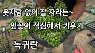 반음지에서도 웃자람 없이 녹귀란 잎꽂이 적심해서 예쁘게 키우기