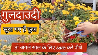 फेकें नहीं अगले साल के लिए save करे गुलदाउदी/Chrysenthemum के पौधे #youtubevideo