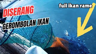 Serangannya Dari Pagi Sampai Petang || Mancing Saguling Terbaru