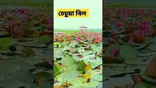 চেচুয়া বিল। Chechuya Beel। ত্রিশাল, ময়মনসিংহ