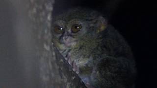 Spectral tarsier, Tarsius fuscus, Tangkoko National Park, Sulawesi, Indonesia