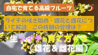 【ライチの育て方】（雄花＆雌花編）＃３ 自宅で育てる高級フルーツ。１年苗木でも花が咲く！２月初旬の苗木の様子を解説します。雄花と雌花の説明とおまけ動画もあります！！