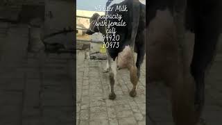 hf cow 45 liter Milk capacity with female calf