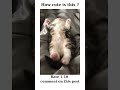 Funny cute kitten dreaming in his sleep - How cute is this? #shorts #funnycats #kitten #funnykitten