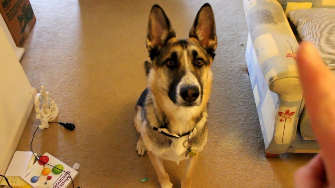 Dog Barking Youtube