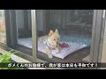 優秀な番犬、ポメラニアンのポメくん（９歳）