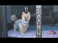 優秀な番犬、ポメラニアンのポメくん（９歳）