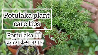 पोर्तुलका के पौधे को कैसे लगाए और इसकी देखभाल कैसे करें?@Zerobudgetgardening