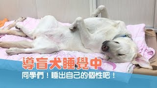 【導盲犬日常#19】導盲犬睡覺中！ 同學們！睡出自己的個性吧！