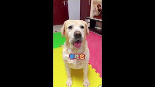 狗狗想独吞的念头被打消了 #萌宠 #狗狗 #拉布拉多