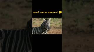 ഇവർ എന്തിനാണ് ഒരുമിച്ചു നടക്കുന്നത് 🙄 | Animal Malayalam | Unknown facts in Malayalam #shot