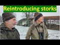 Is the source population important in reintroductions?