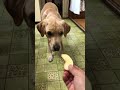 shorts リンゴどこで食べるの？🍎labrador retriever laboon🌈