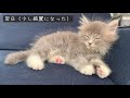 子猫の涙が止まらず目ヤニが多いので病院に行きました【猫風邪】