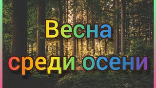 Весна среди осени. Прогулка по лесу.