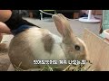 토끼생활 털과의 전쟁_a war with rabbit hair