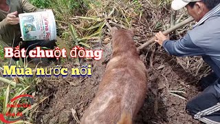 bắt chuột đồng mùa nước nổi | miền tây dân dã | dân dã miền tây | # 182