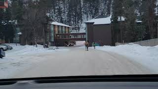 Elk at Marmot Lodge (23/2/2019)