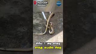 சீரிய 7 அடி சாரை சாக்கு பையில் சிறை