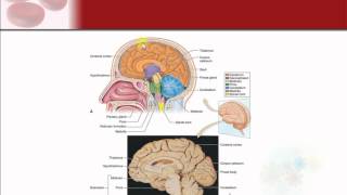 Chapter 9 - The Nervous System